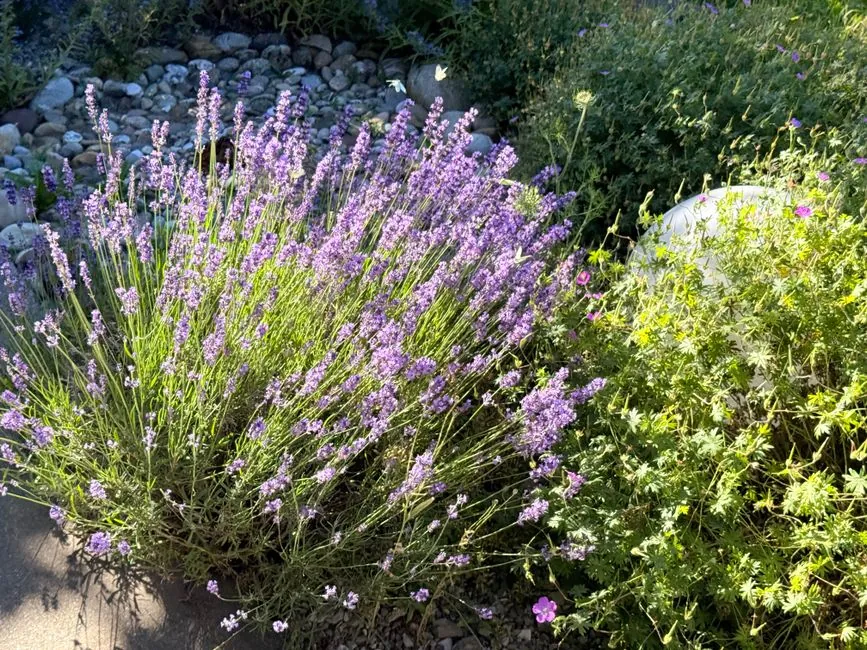 Atelier vegetal Hibiscus Garden a Perpignan